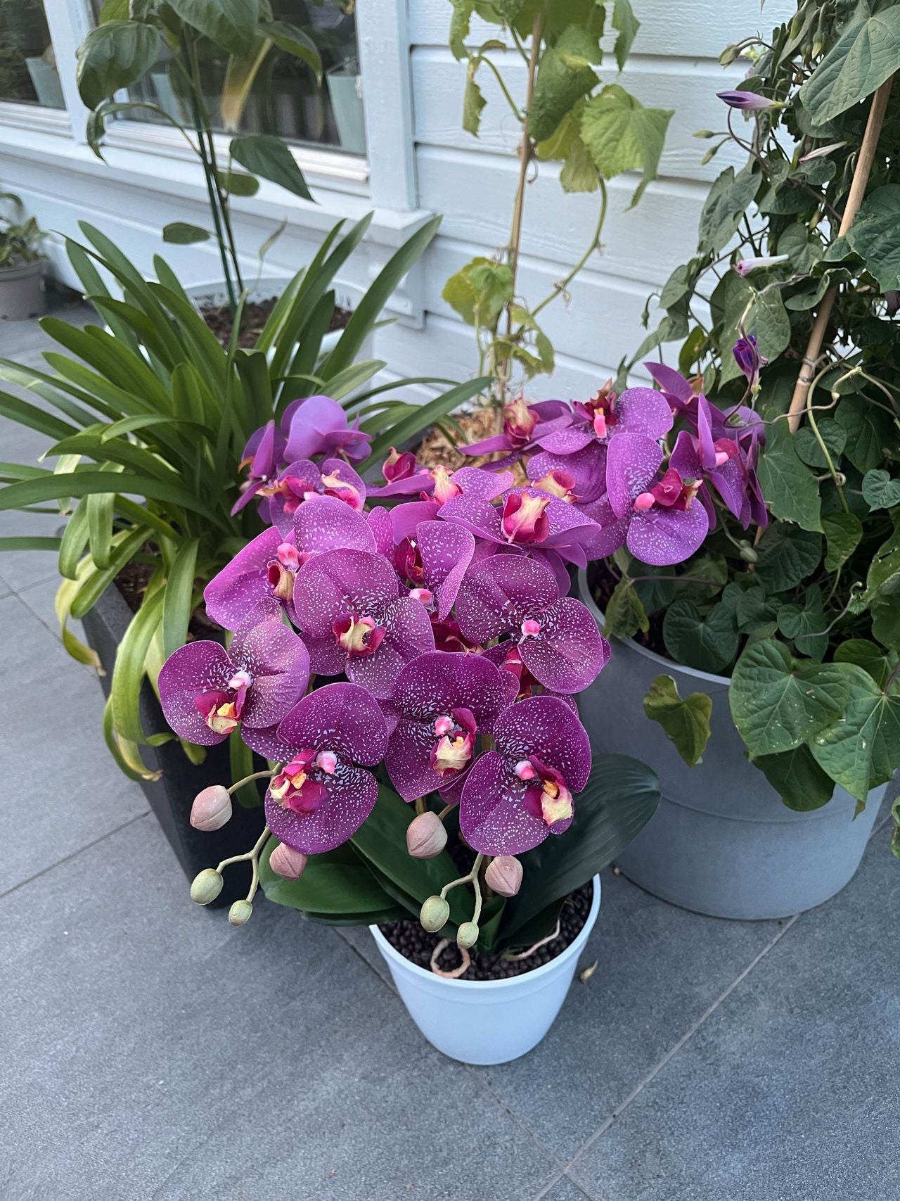 Sommerfugl Orkidé Naturtro - Kunstig Plante