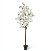 Japansk kirsebærtre hvit 180