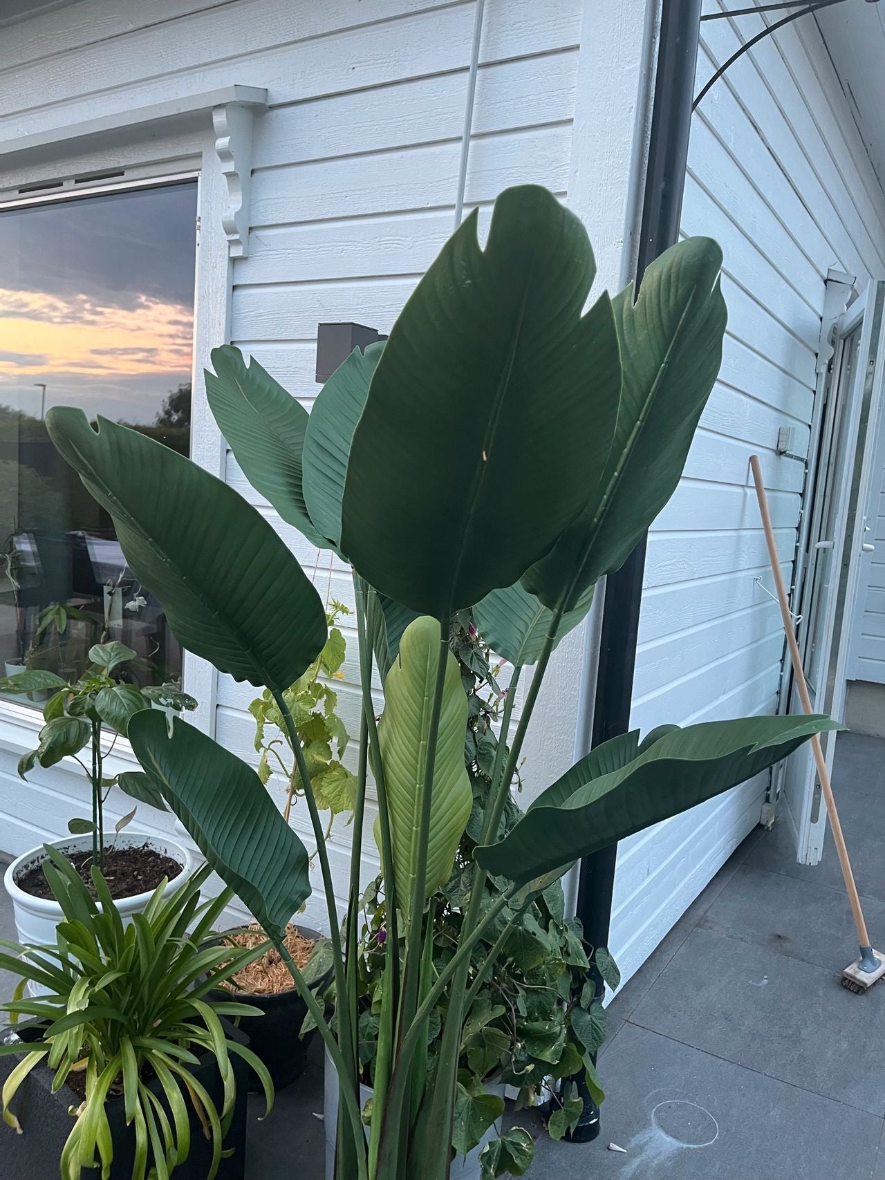 Kunstig Plante Strelitzia – UV-beskyttet og Naturtro
