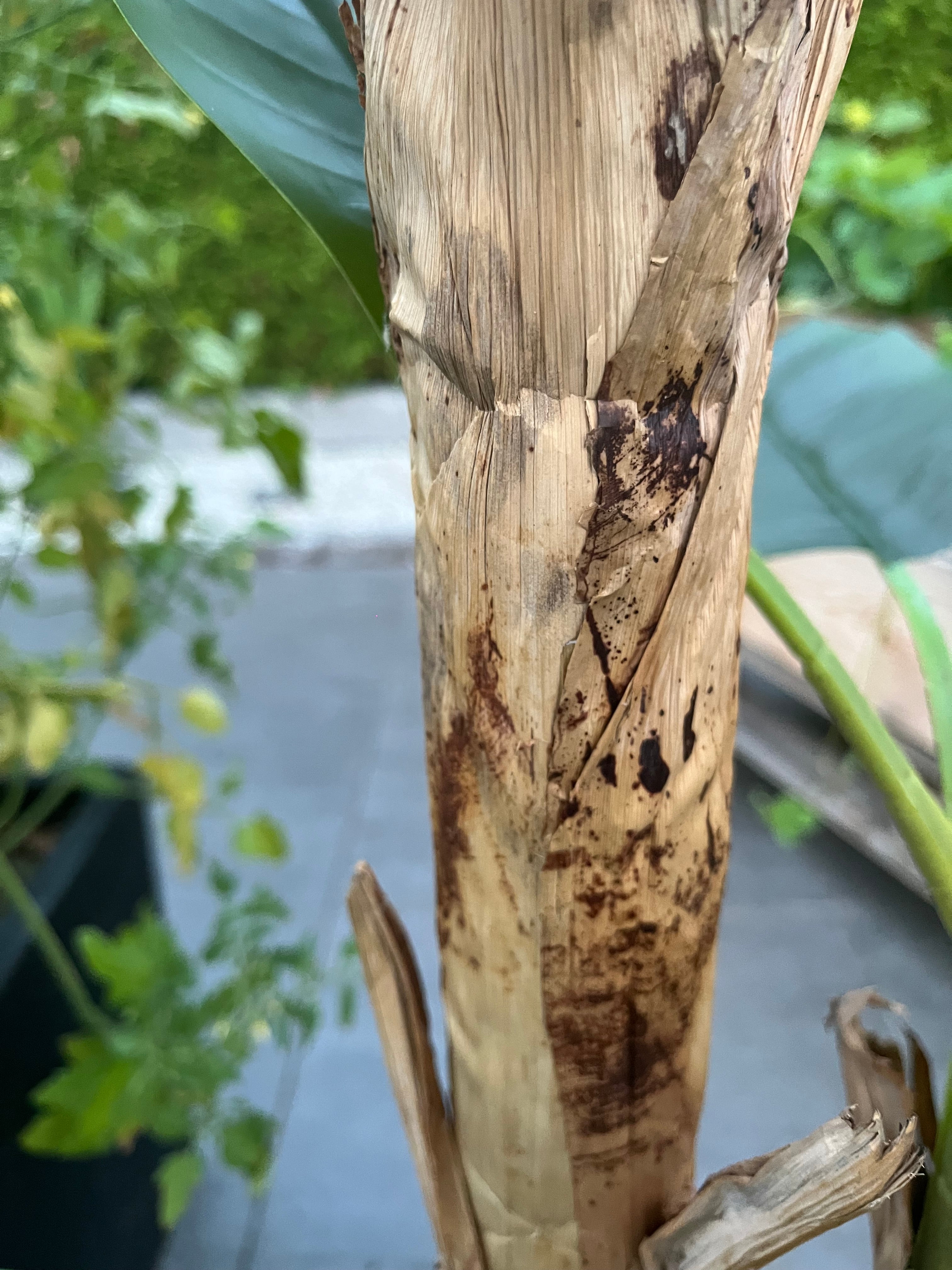 Kunstig Plante Banantre Naturtro