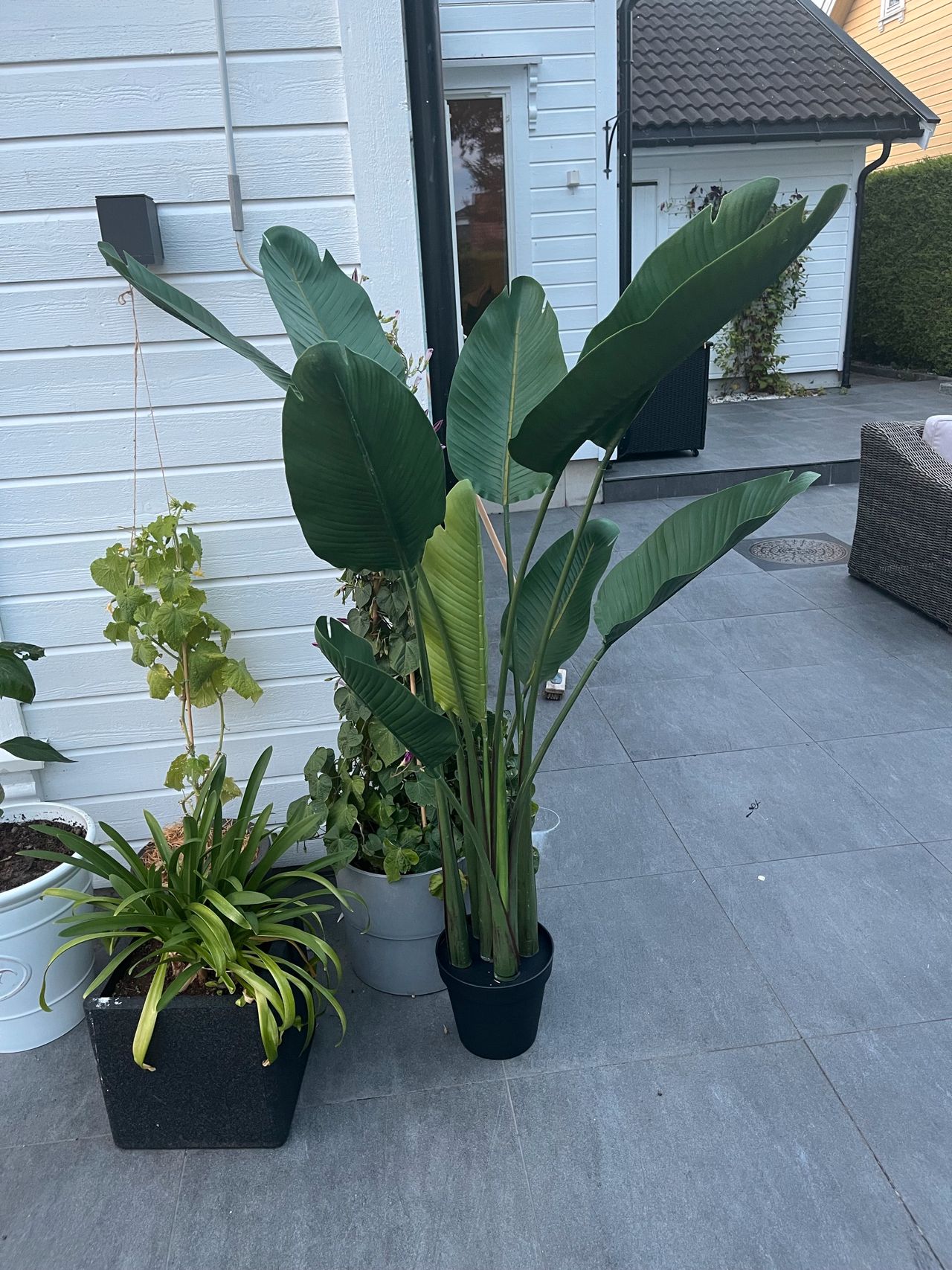 Kunstig Plante Strelitzia – UV-beskyttet og Naturtro