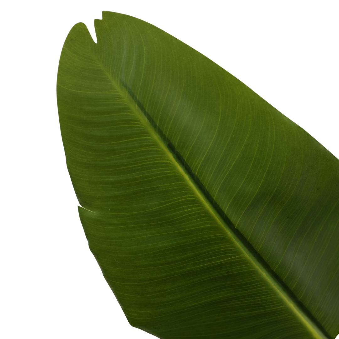 Kunstig Sterlitzia Deluxe 210 cm