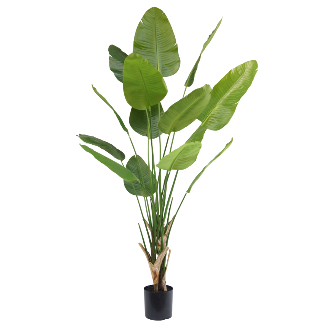 Kunstig Sterlitzia Deluxe 210 cm