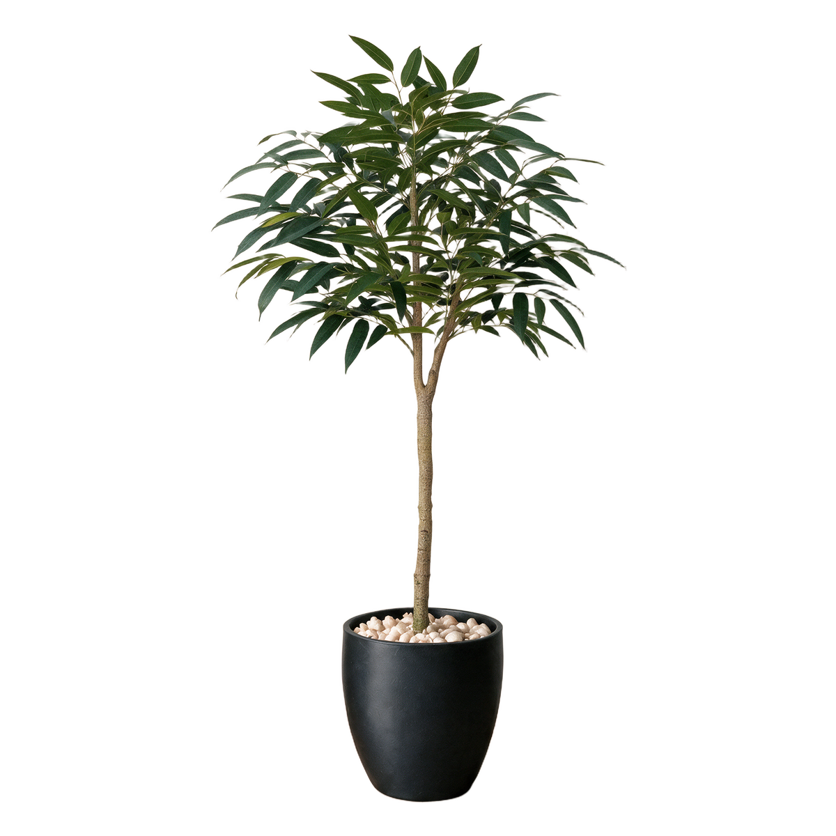 Mango banyantre 150 cm vist i dekorpotte med dekorstein