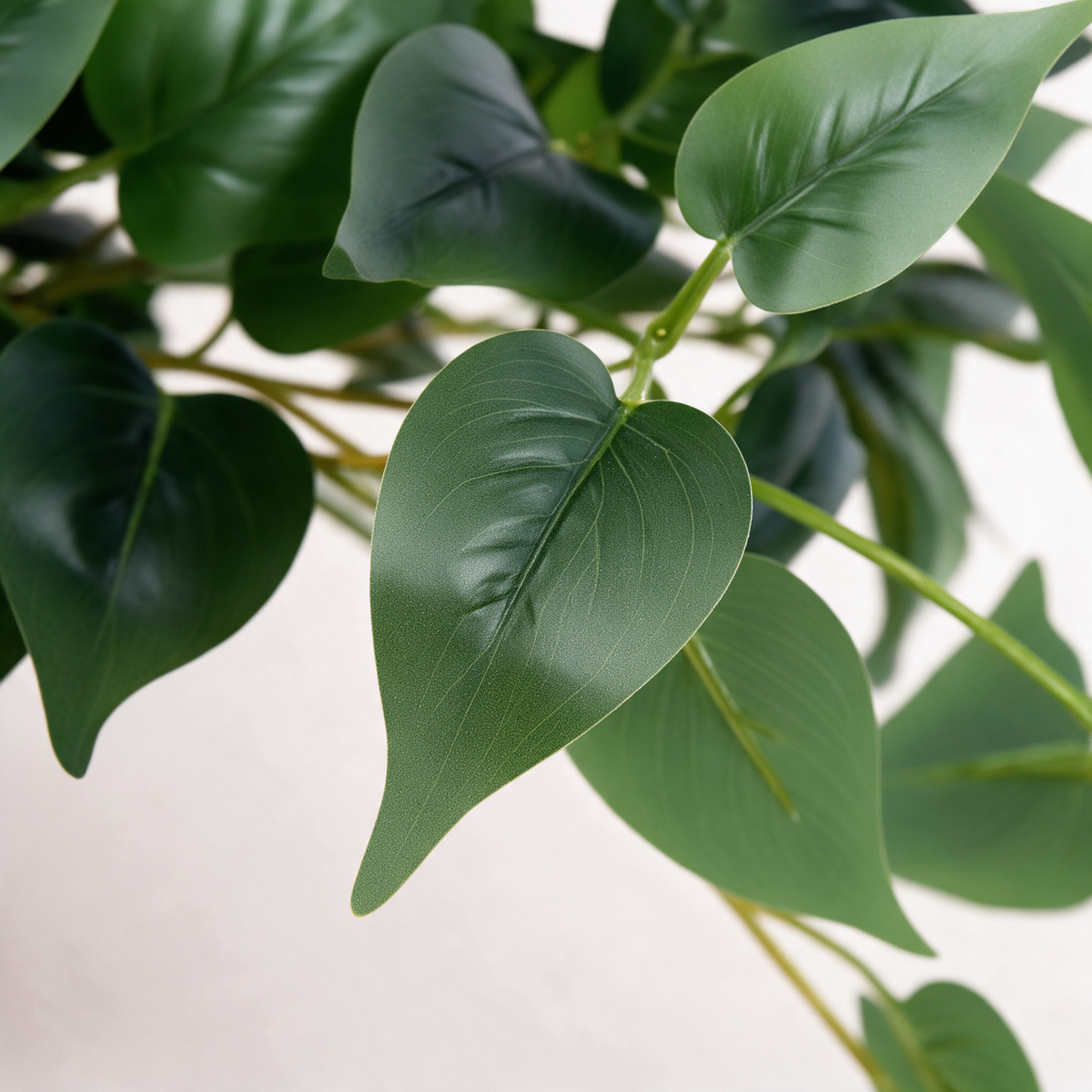 Nærbilde av bladverket – Pothos Hengeplante
