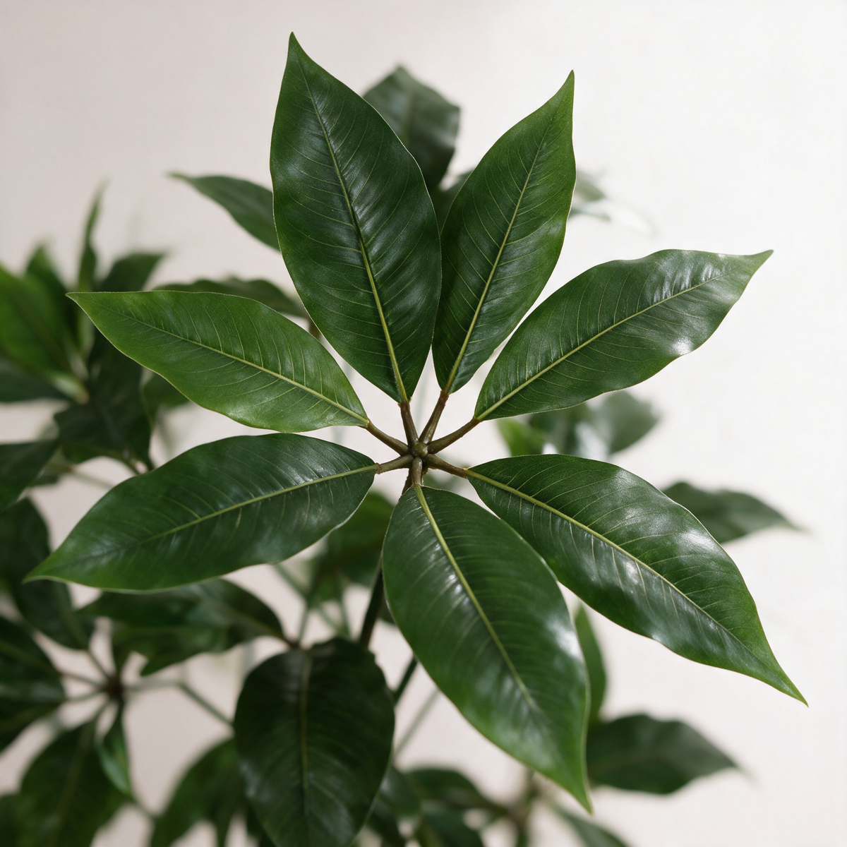 Nærbilde av bladverket – Paraply-leaf Tre