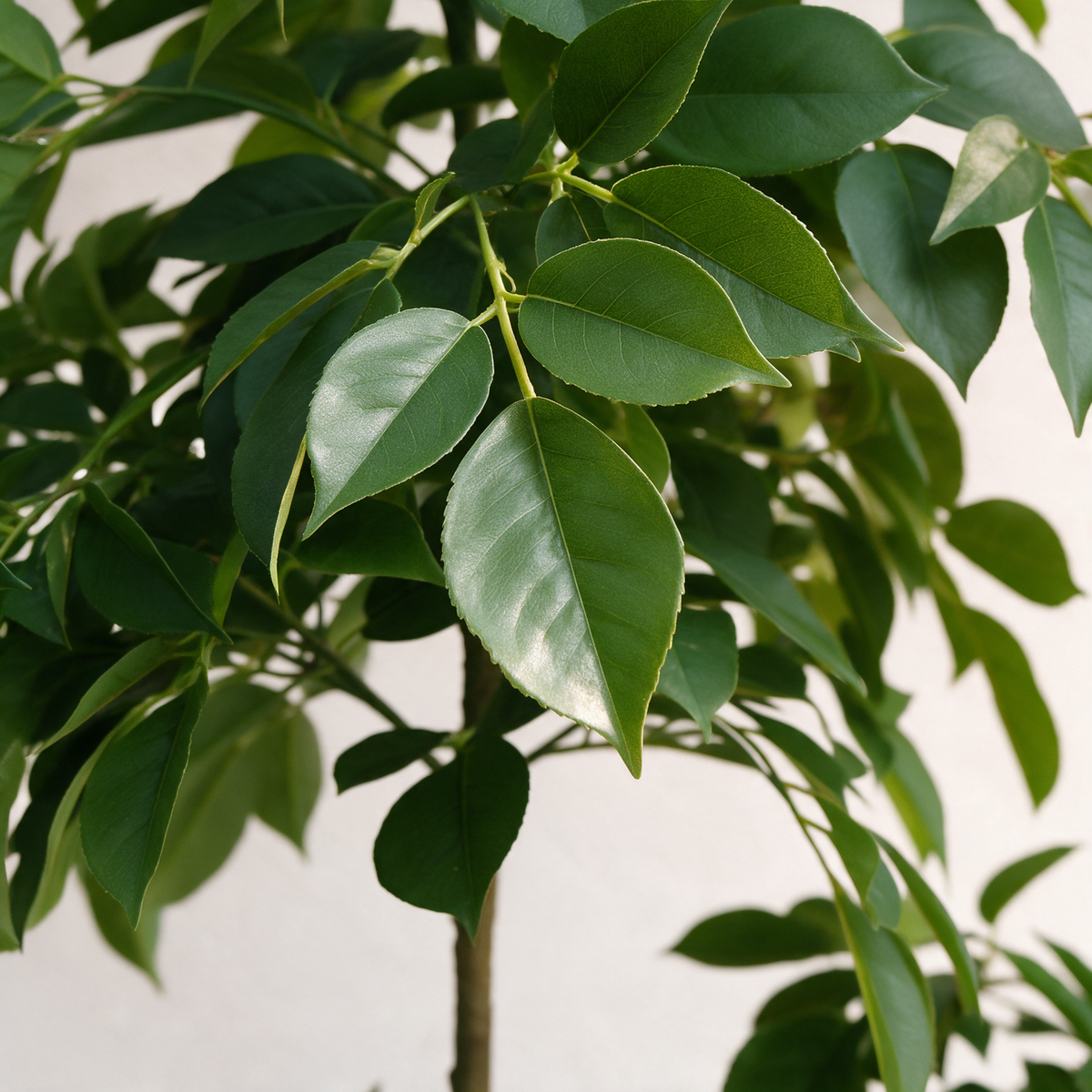 Nærbilde av bladverket – Plante Ficus-tre Ekte Utseende