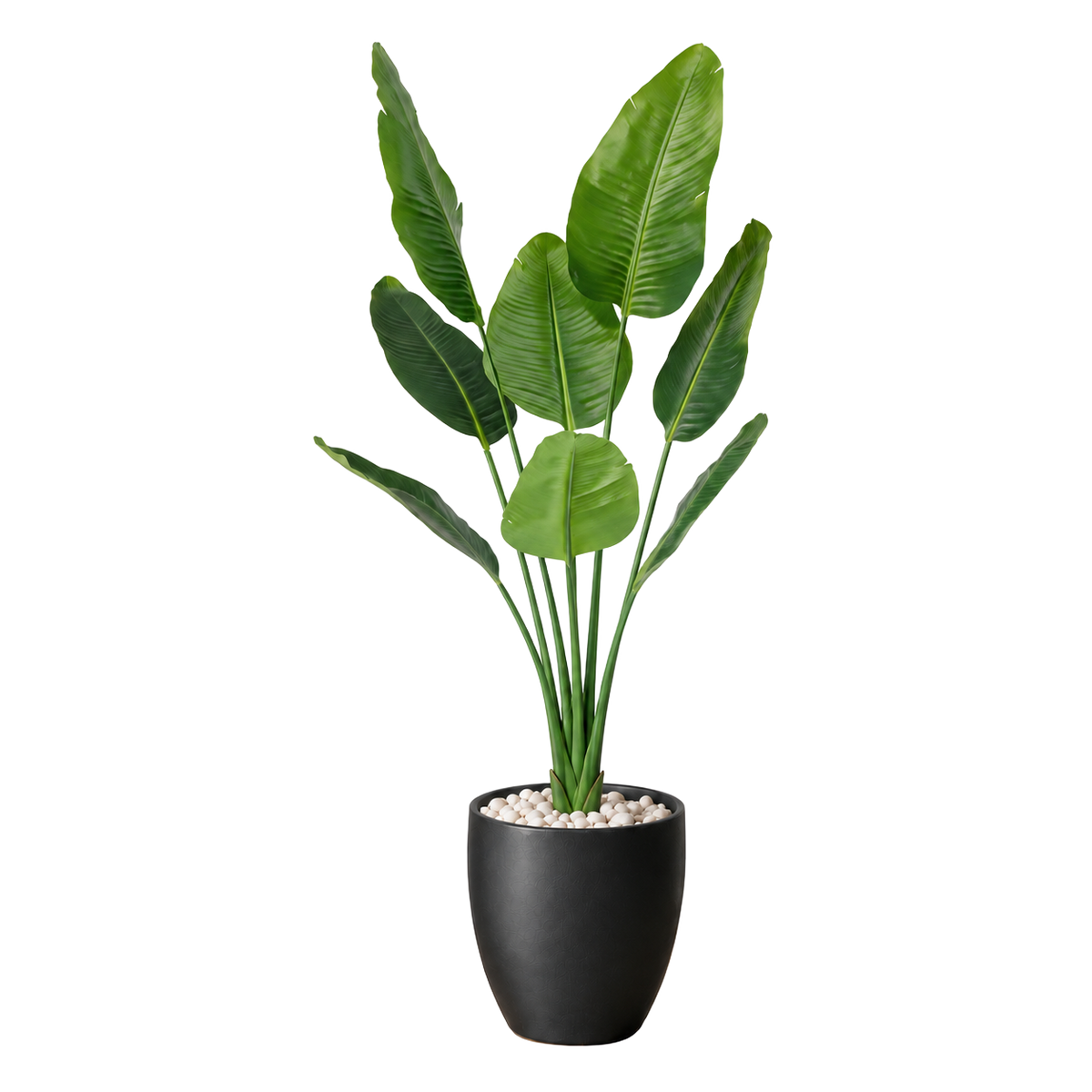 Strelitzia 150 cm vist i dekorpotte