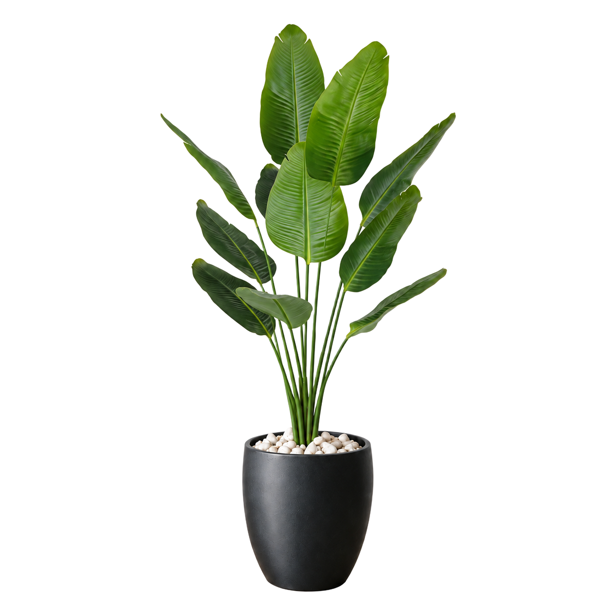 Strelitzia 180 cm vist i dekorpotte