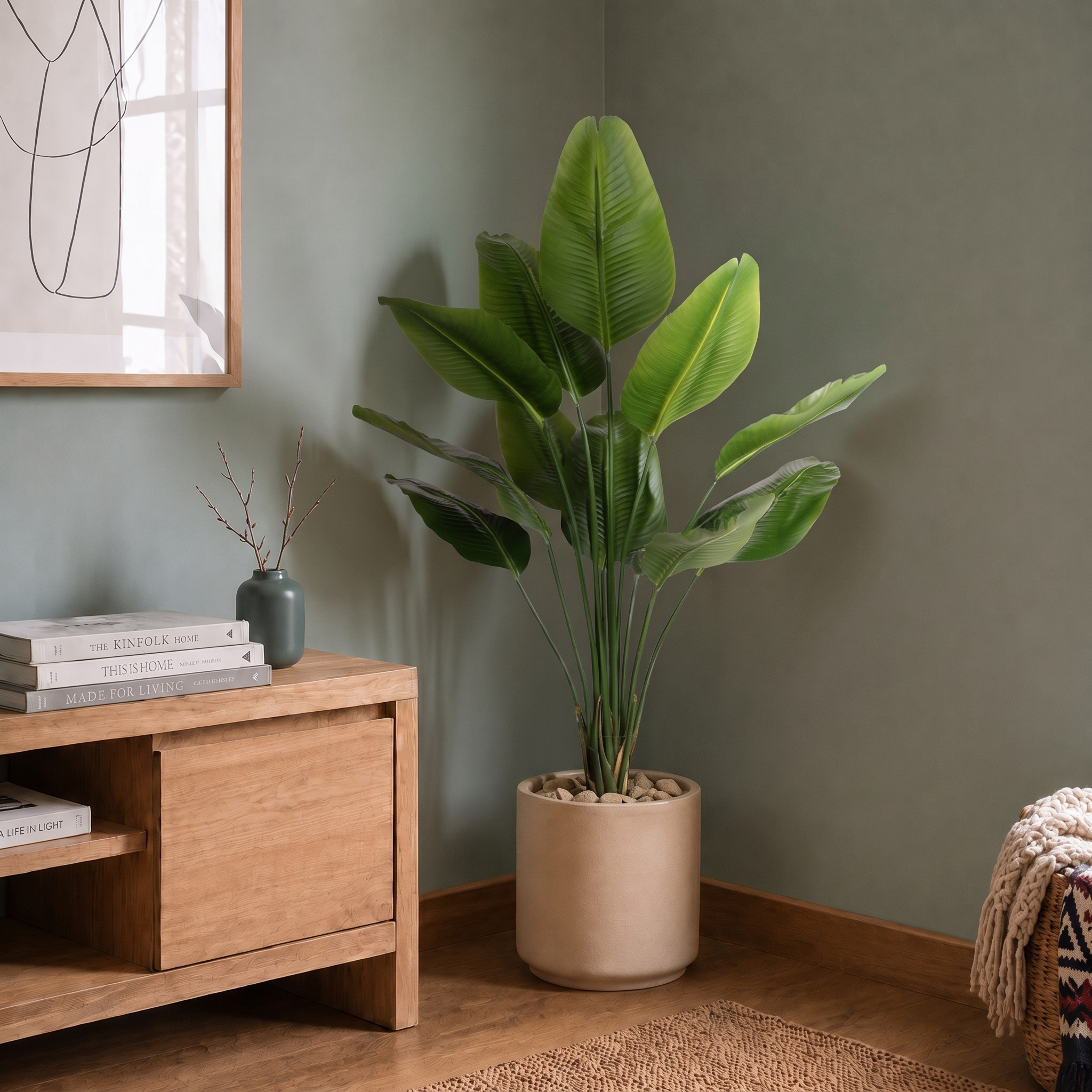 Strelitzia 150 cm